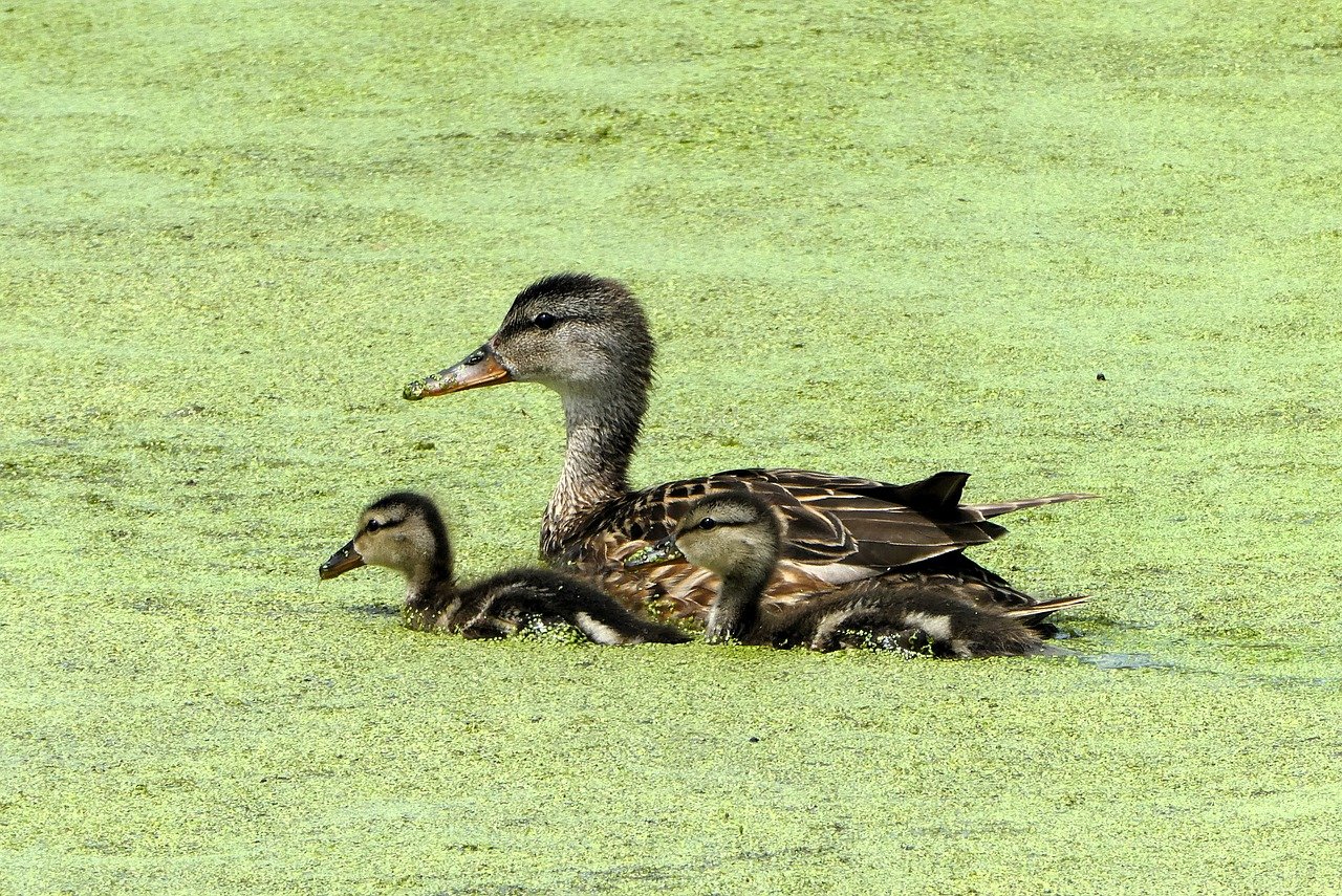 育児しながら働ける在宅副業の具体例は？